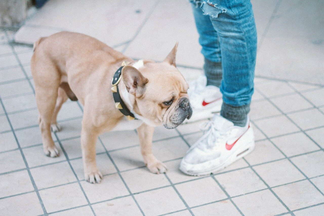 Dog collar